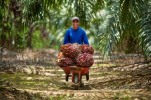 smallholder farmer