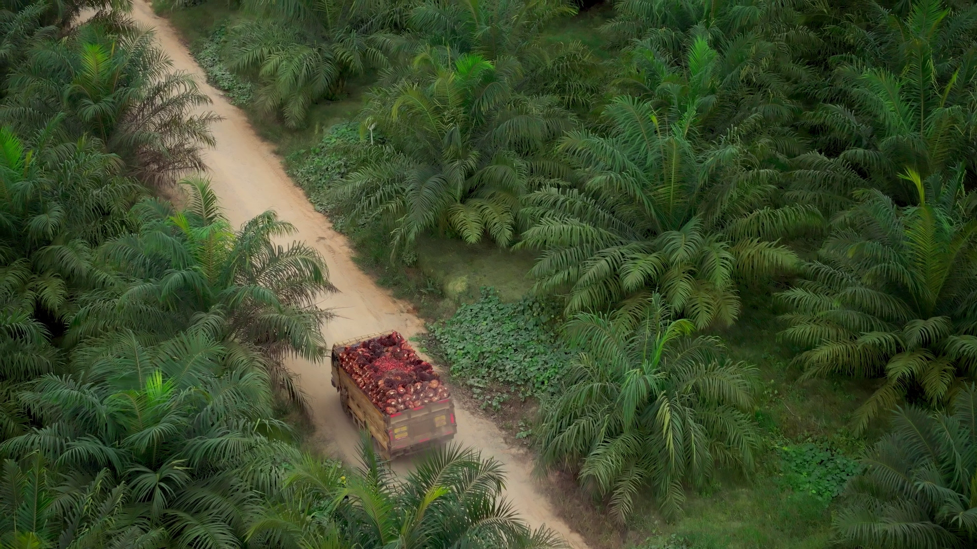 Musim Mas truck carrying fresh fruit palm bunches in the plantation