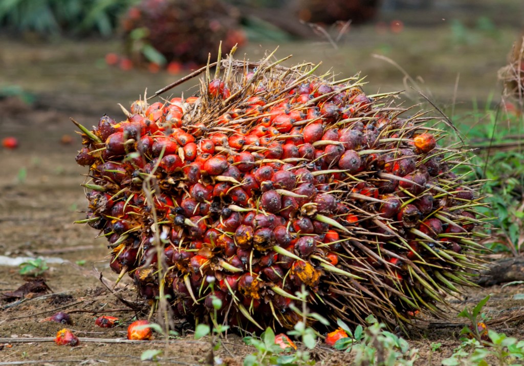 Musim Mas Purchases Fresh Fruit Bunches Above Market Prices to Support Independent Smallholders