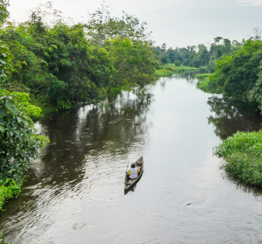 How Do Riparian Buffers Protect the Environment?