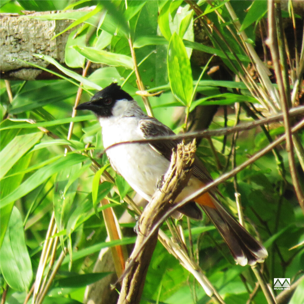 Bird Sightings in Musim Mas’ Concession Areas