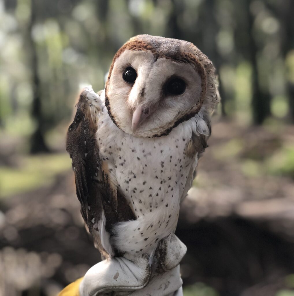 Barn Owls Pest Control: Combat Rats in Plantation