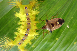 Cantheconidae furcellata eating nettle caterpillar