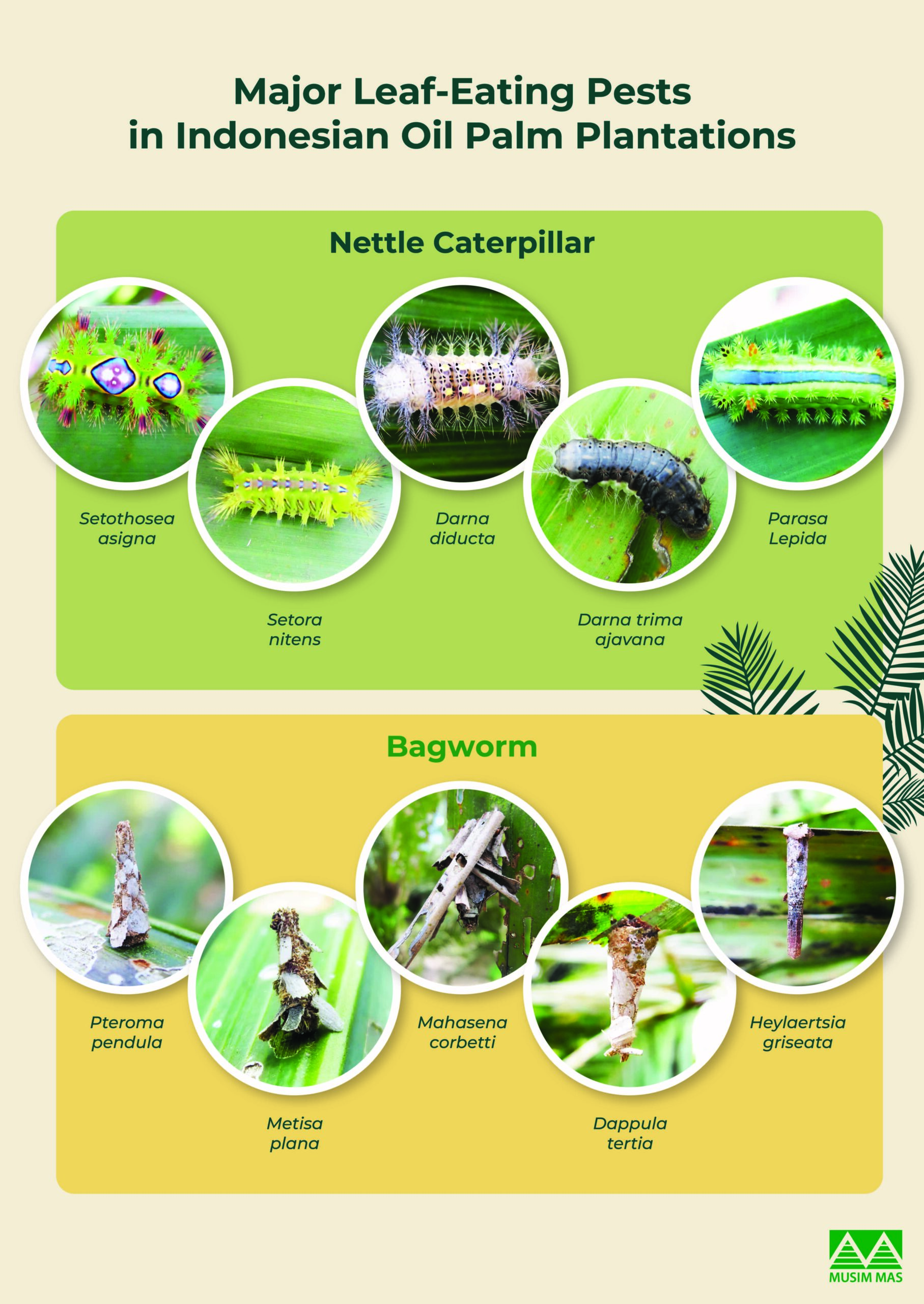 Major Leaf-Eating Pests Infographic