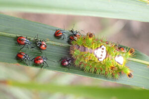 Young Cantheconidae furcellata preying on Setothosea asigna