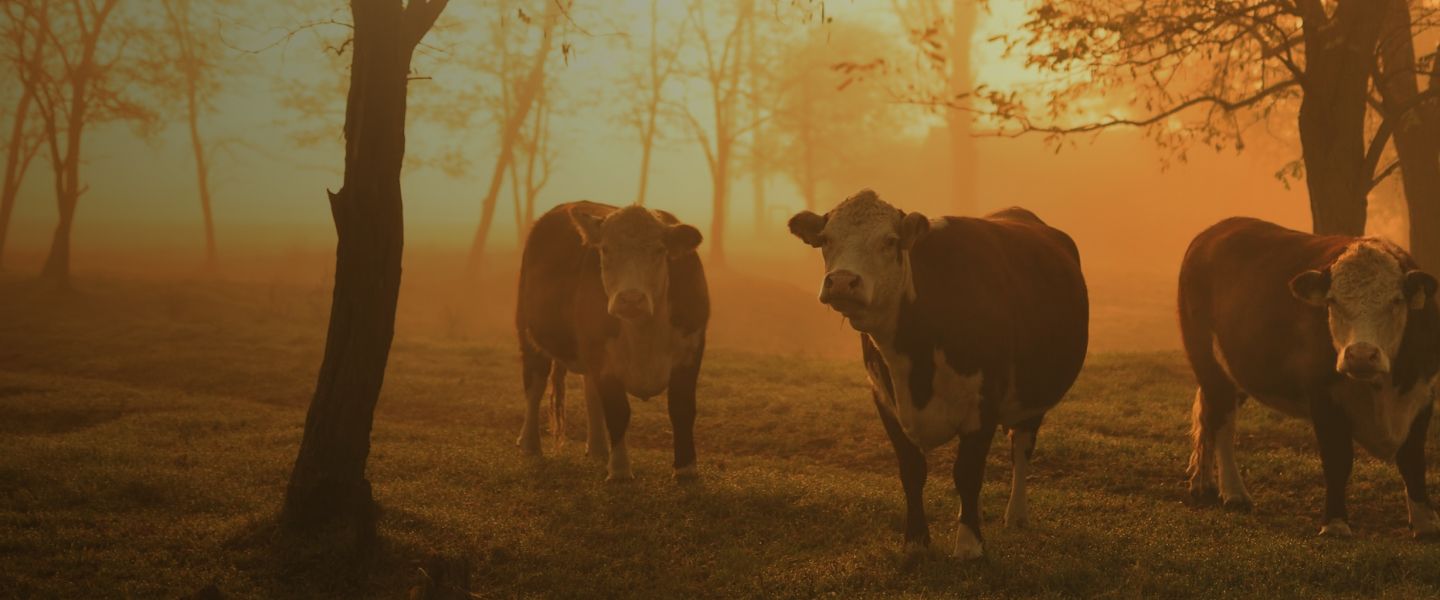 animal-feed 2