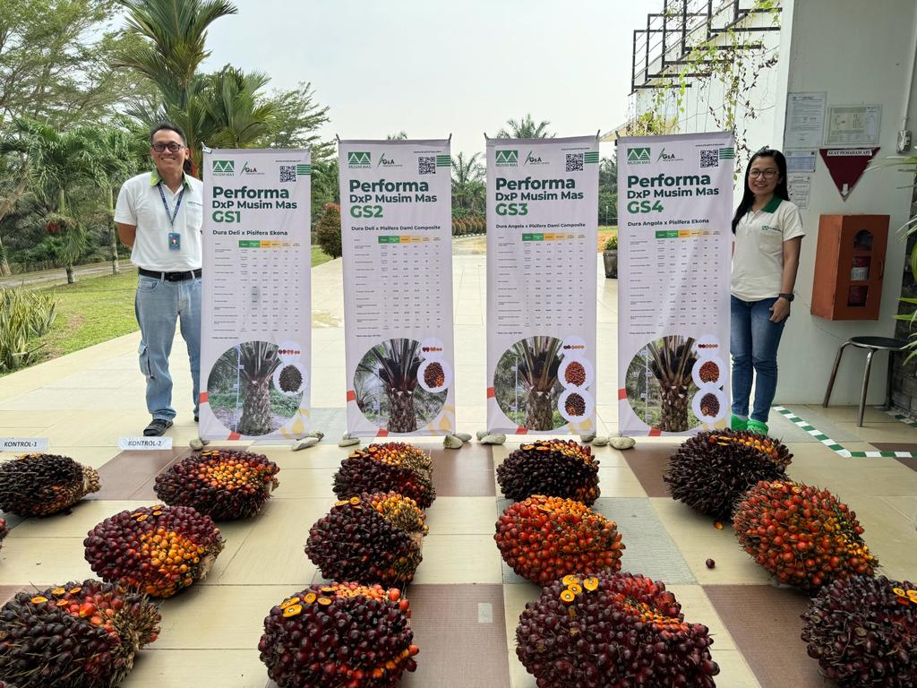 Musim Mas Releases New Oil Palm Seed Varieties That Yield Nearly Triple The Industry Average