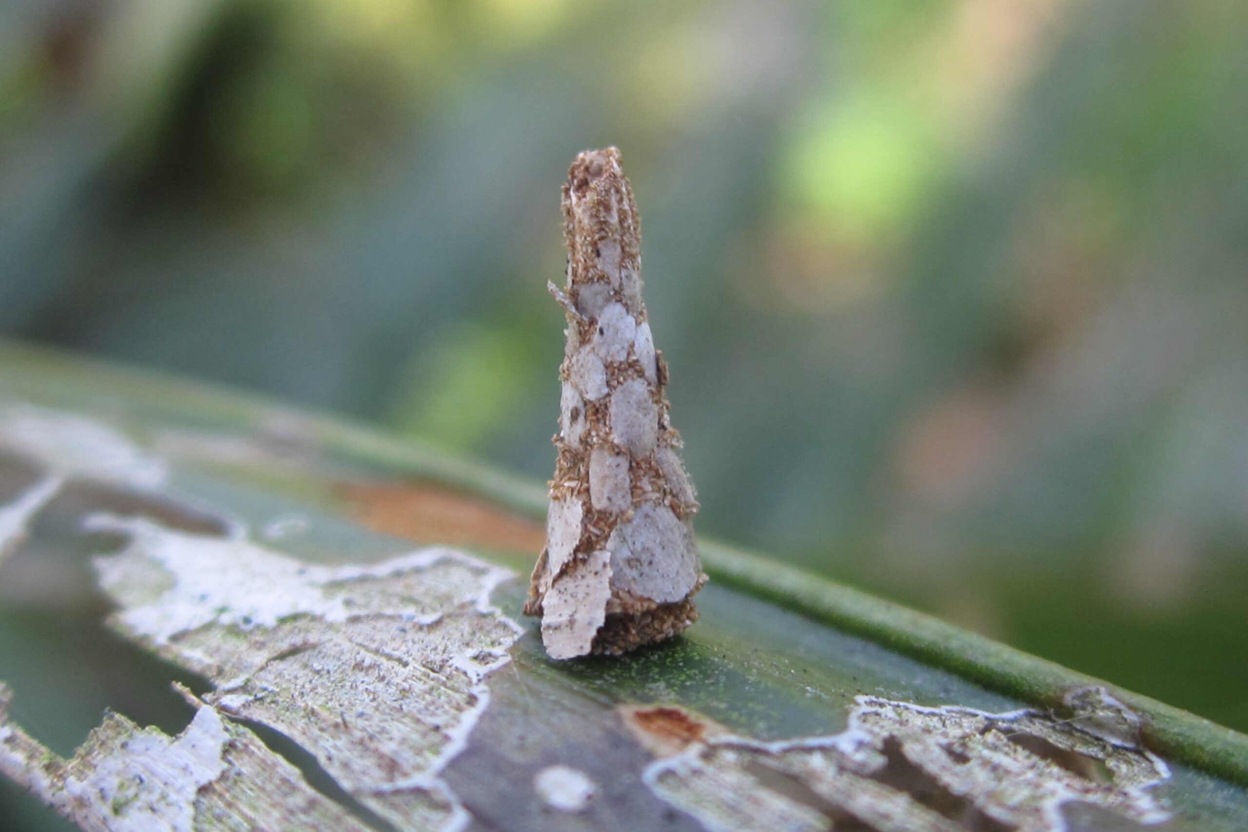 Bagworm oil palm