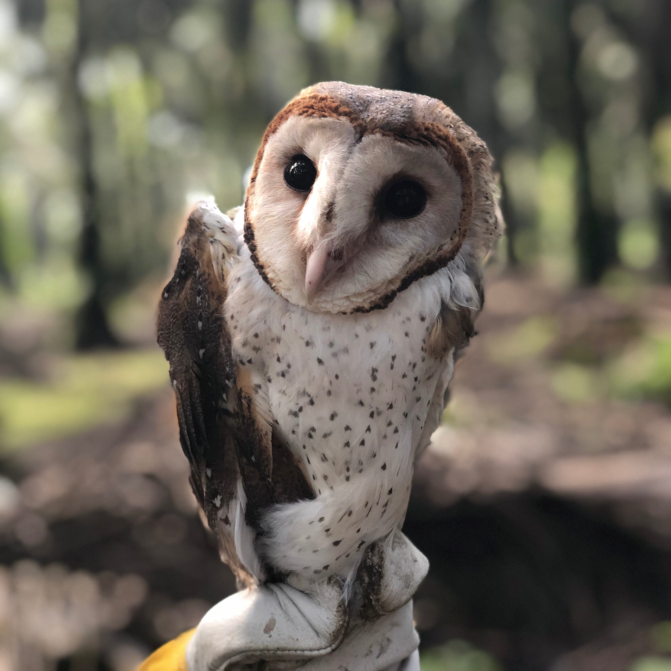 Barn owl