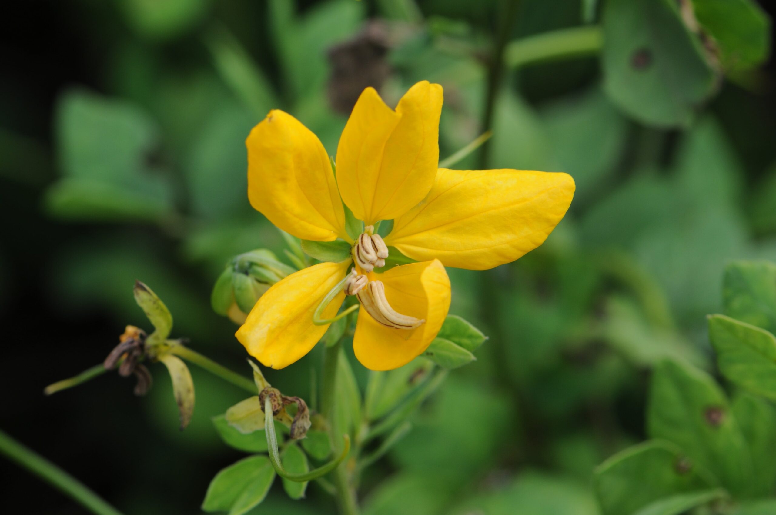 Cassia cobanensis