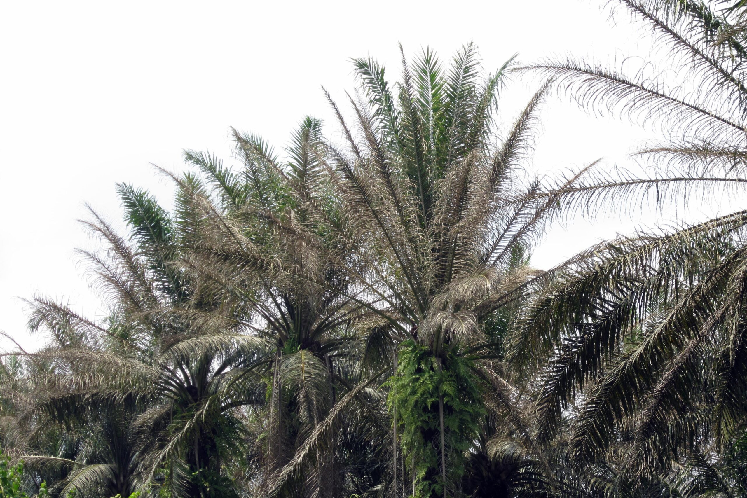 Defoliation by bagworm