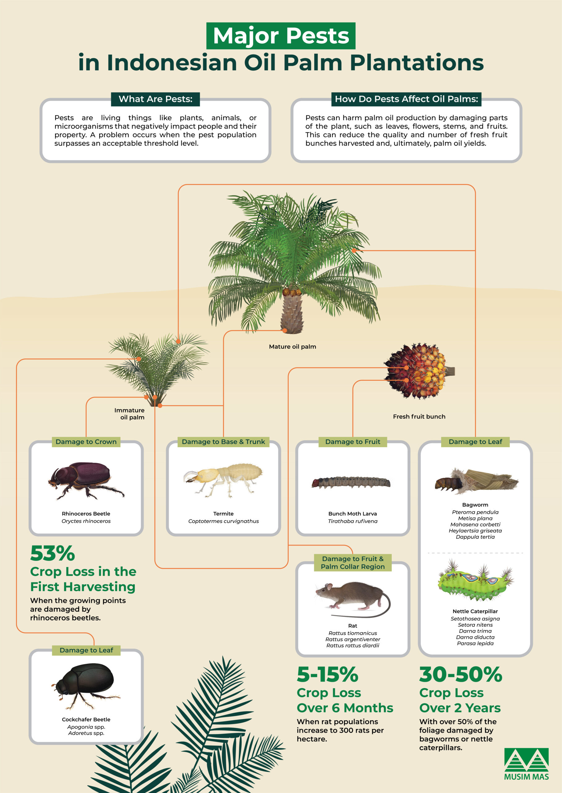 Pests in oil palm plantations in indonesia