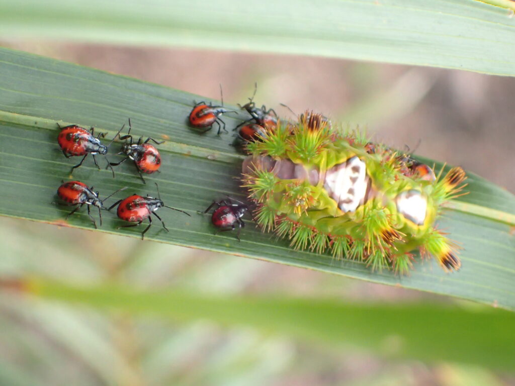 Integrated Pest Management (IPM) for Sustainable Palm Oil Production