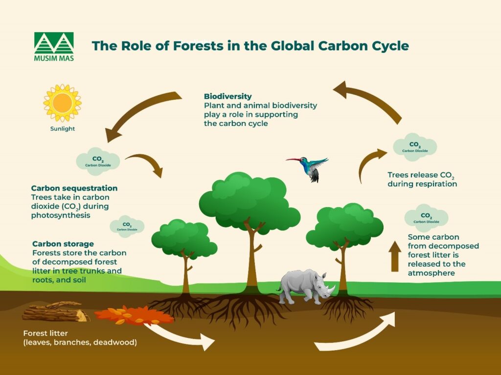 How Do Forests Sequester and Absorb Carbon?