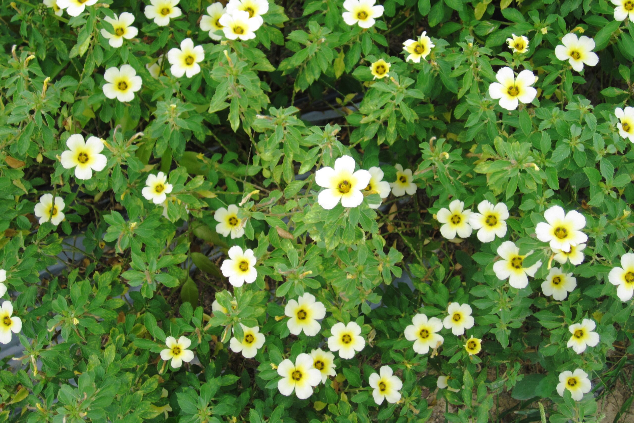 Turnera subulata