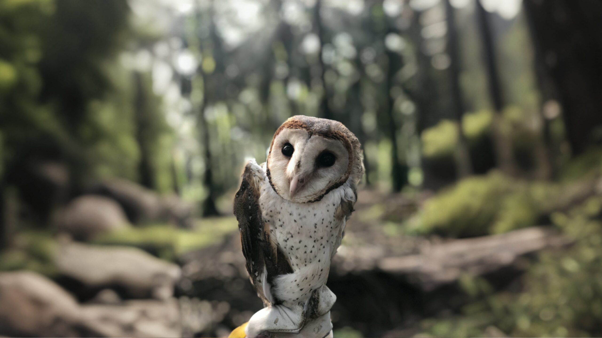 Barn Owl Tyto Alba in plantation