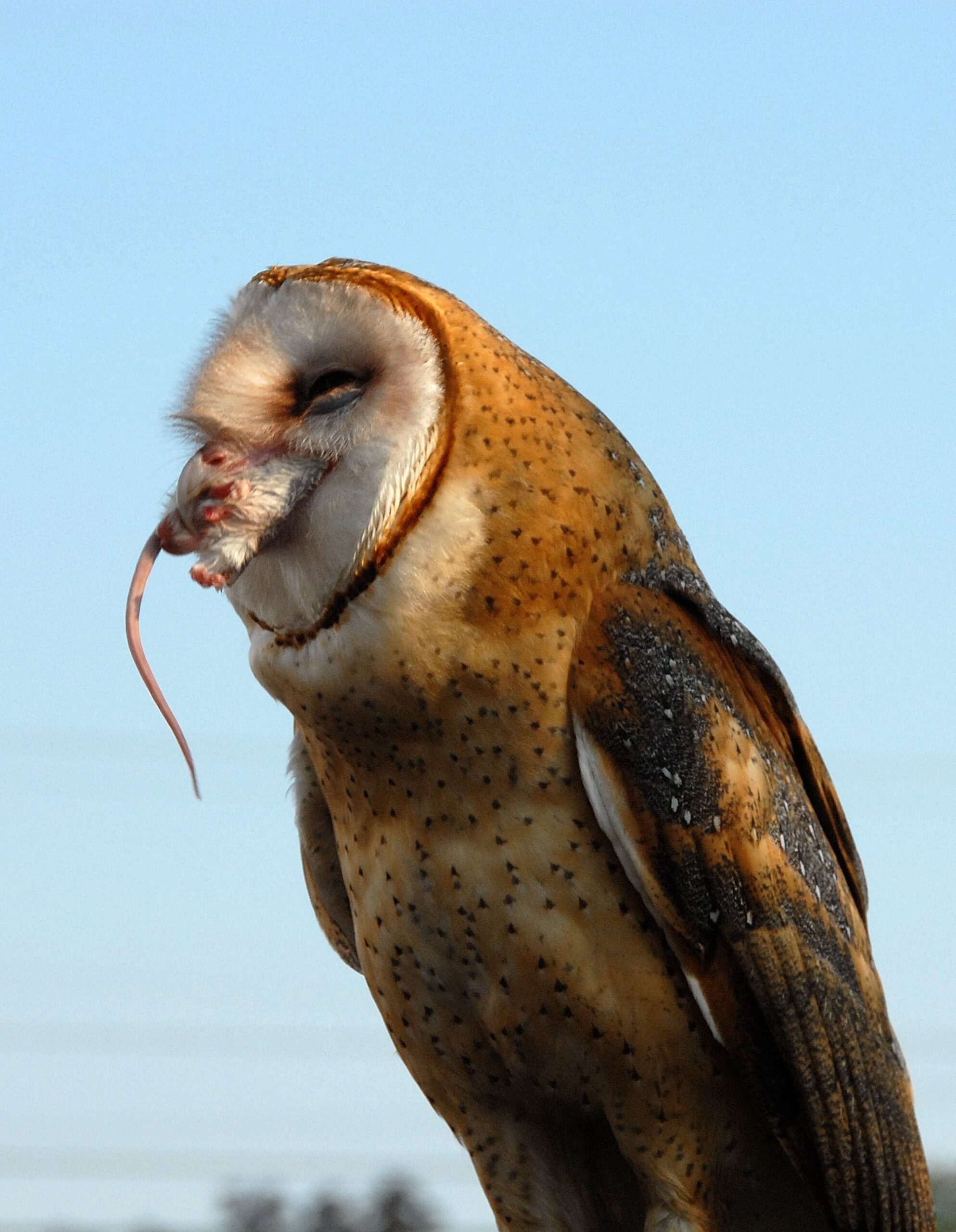 Barn owl Tyto Alba eating rat