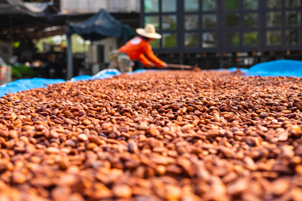 fermentation, the beans are sun-dried to remove excess moisture