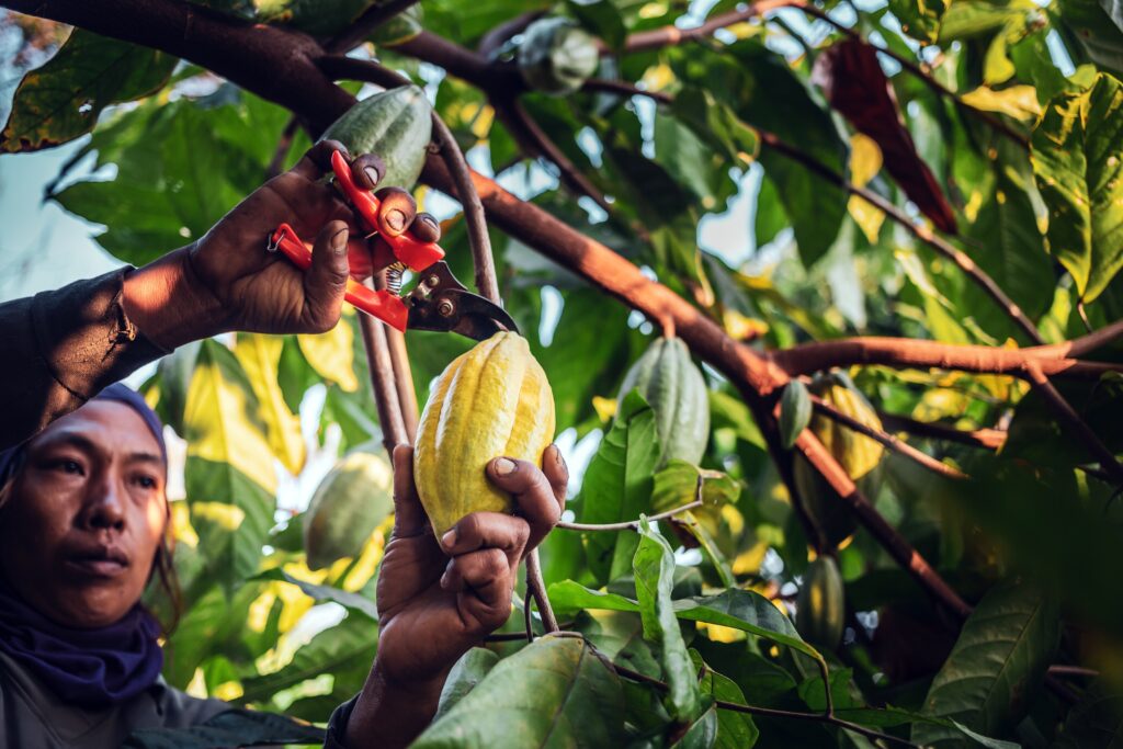 Cacao pods are carefully harvested by hand to avoid damaging the tree